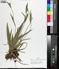 Carex albursina image