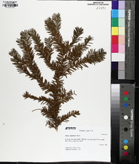 Taxus canadensis image