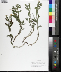 Lithospermum canescens image