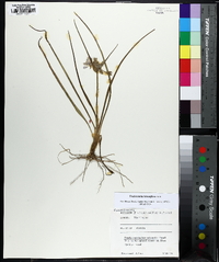 Tradescantia hirsutiflora image