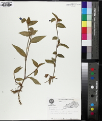 Commelina communis image