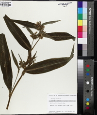 Tradescantia subaspera image