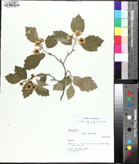 Crataegus intricata image