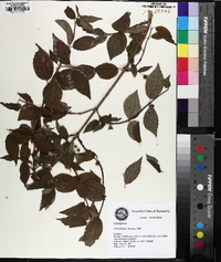 Philadelphus hirsutus image