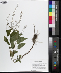 Circaea canadensis image