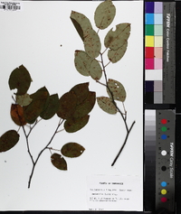 Amelanchier laevis image