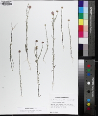 Polygala curtissii image