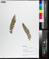 Polystichum lonchitis image