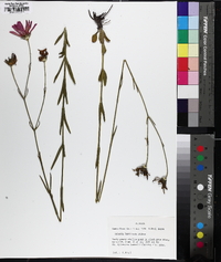 Sabatia decandra image