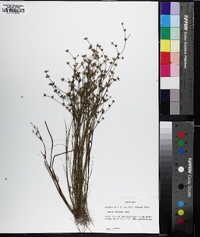 Juncus debilis image