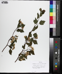 Crataegus pruinosa image