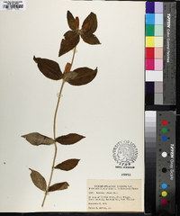 Gentiana clausa image