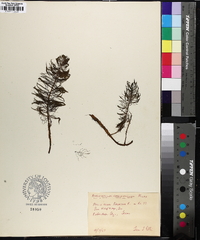 Myriophyllum heterophyllum image