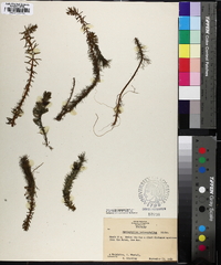 Myriophyllum heterophyllum image