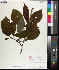 Clethra acuminata image