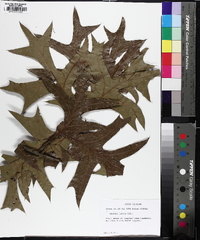 Quercus laevis image