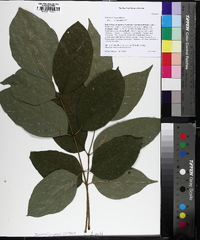 Fraxinus biltmoreana image