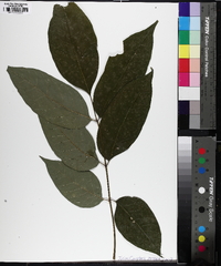 Fraxinus biltmoreana image