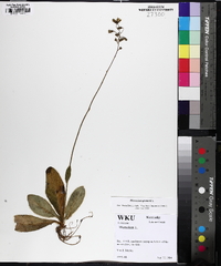 Hieracium gronovii image