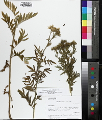 Polemonium foliosissimum image