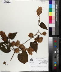 Humulus lupulus image