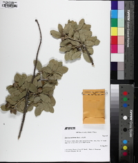 Quercus mohriana image