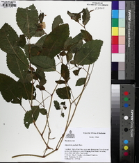 Impatiens pallida image
