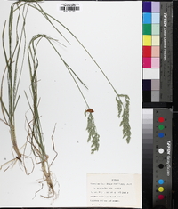 Poa autumnalis image