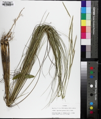 Spartina patens image