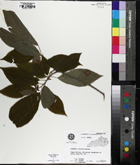 Clethra acuminata image