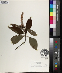 Clethra acuminata image