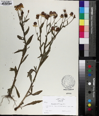 Helenium flexuosum image