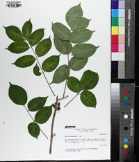 Bursera simaruba image