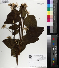 Helianthus silphioides image