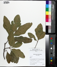 Quercus laurifolia image