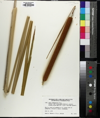 Typha domingensis image