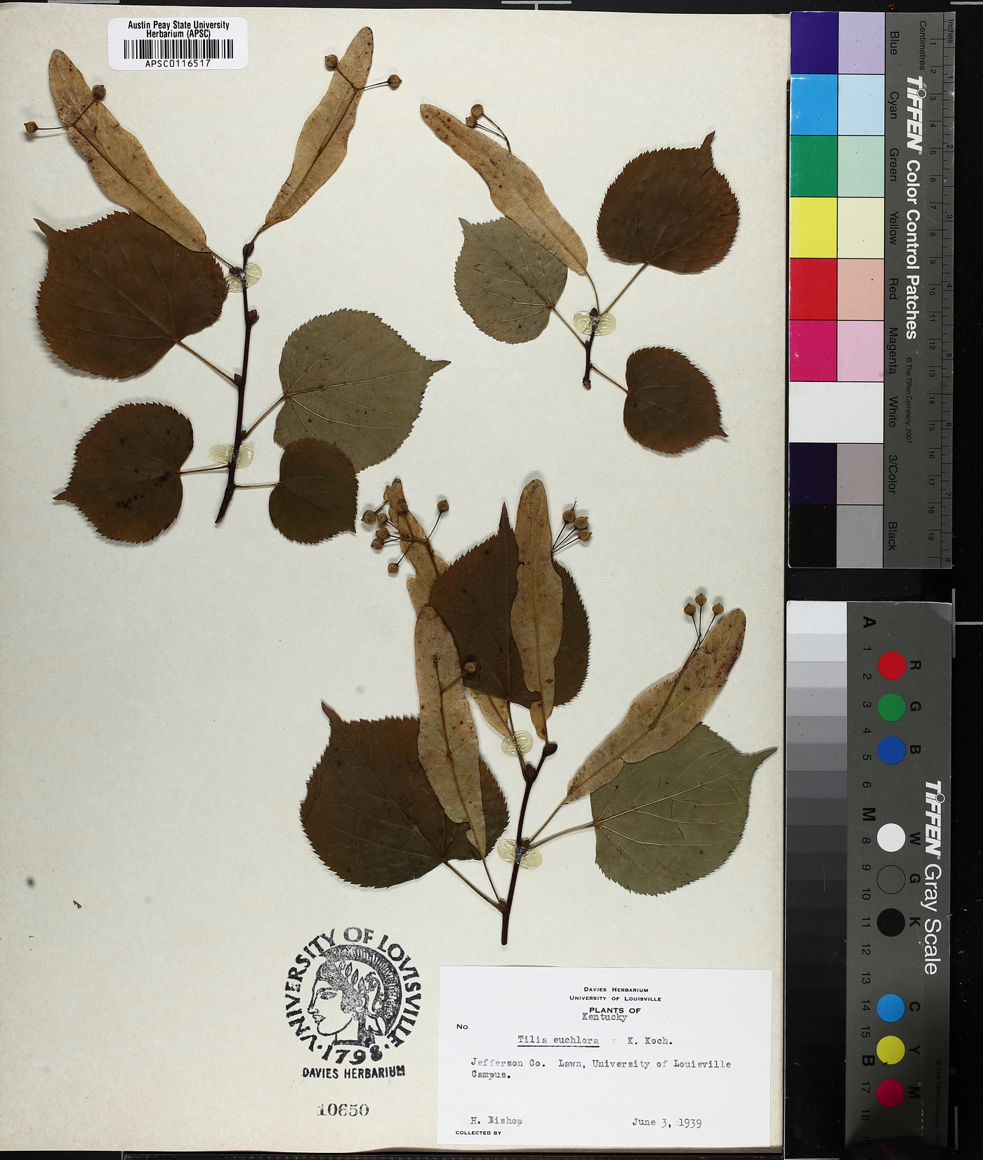 Tilia x euchlora image