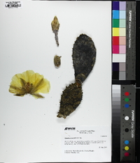 Opuntia nemoralis image