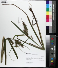 Carex gigantea image