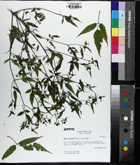 Bidens discoidea image