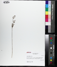 Juncus biflorus image