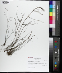 Juncus anthelatus image