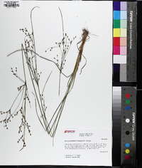 Juncus anthelatus image