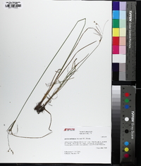 Juncus anthelatus image