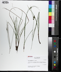 Carex complanata image