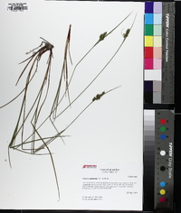 Carex complanata image