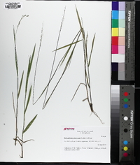 Panicum pinetorum image