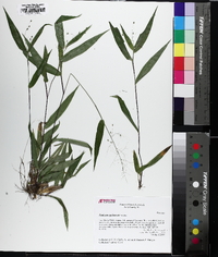 Panicum equilaterale image