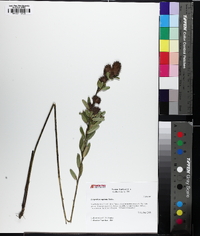 Lespedeza capitata image