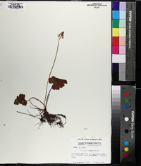 Tiarella cordifolia image
